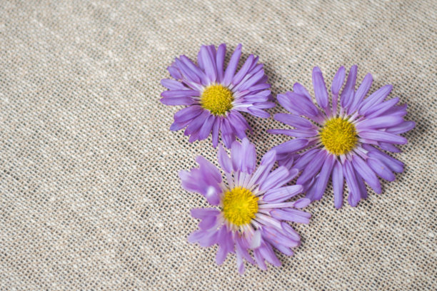 美丽的紫色雏菊花头在黄麻织物的背景。图片下载