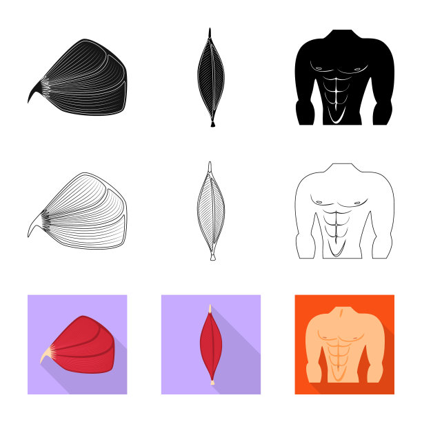 设计纤维和肌肉的图标集图片下载