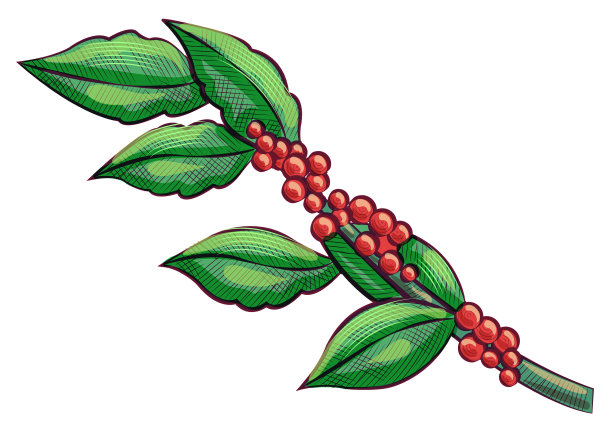 生咖啡的树枝和叶子爪哇图片下载