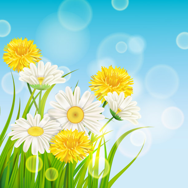 春天的雏菊和蒲公英背景清新图片下载
