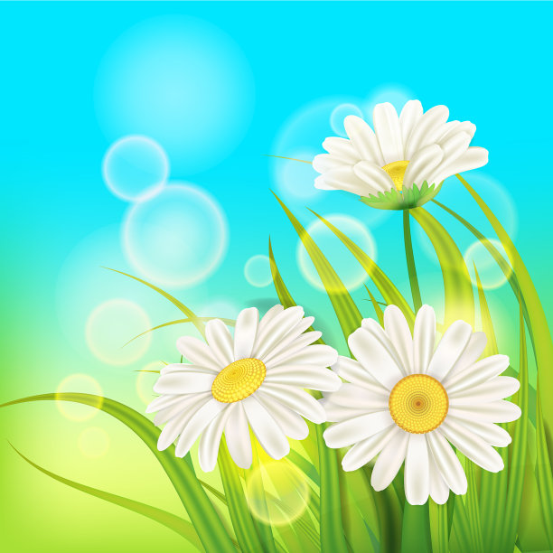 清新的春天多汁的甘菊花和绿色图片下载