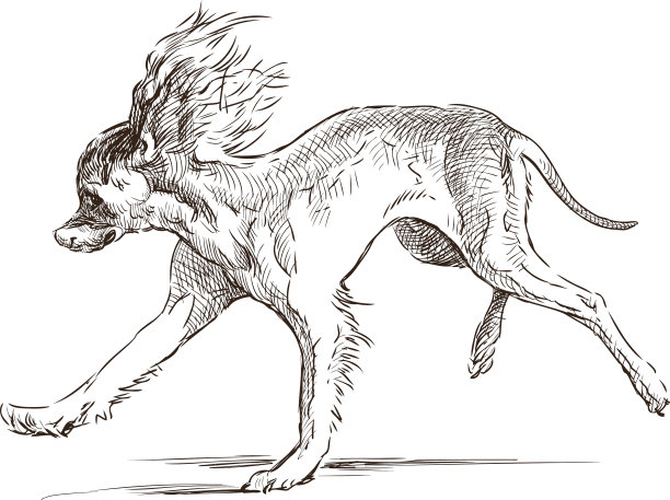 有趣的狗跳图片下载