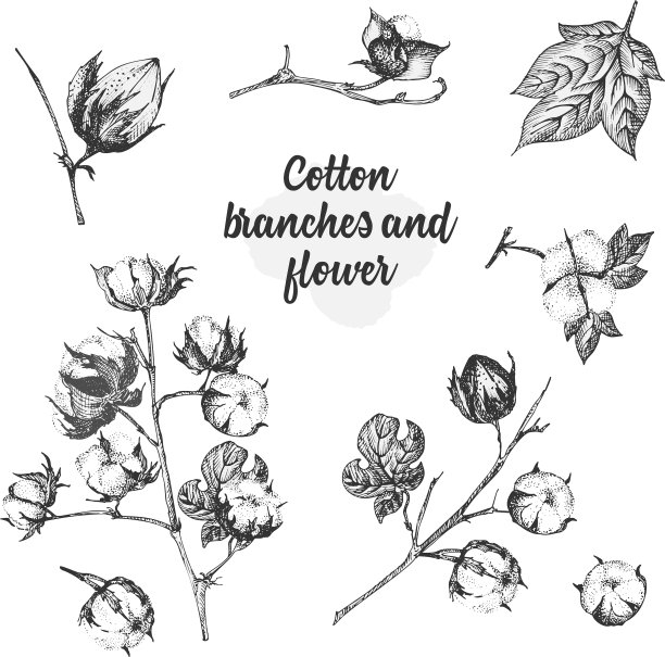 把嫩枝、花和叶子放在棉花上图片下载
