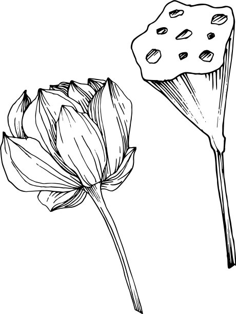 荷花，植物花黑色和图片下载