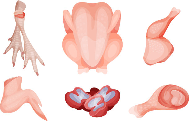 一套生鸡肉部分顶部和侧面视图图片下载