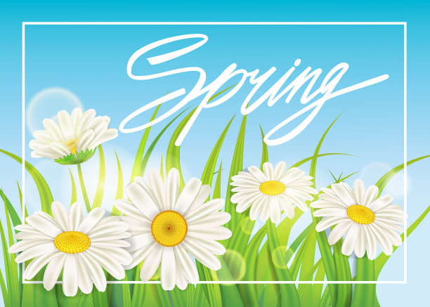 清新的春天多汁的甘菊花和绿色图片下载