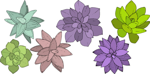 多肉植物，花，植物花图片下载