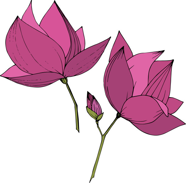 木兰花的植物花紫色图片下载