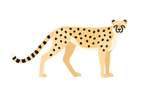 猎豹孤立在白色背景上，姿态优美图片下载