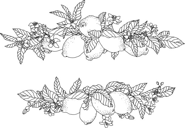 框架与柠檬水果和鲜花图片下载