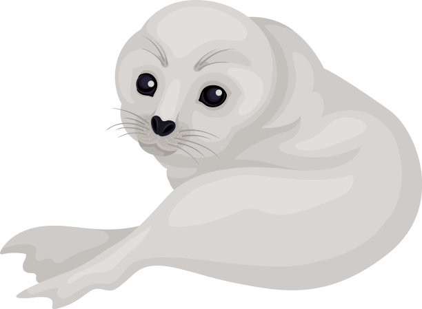可爱的灰色小海豹孤立地躺在白色上图片下载