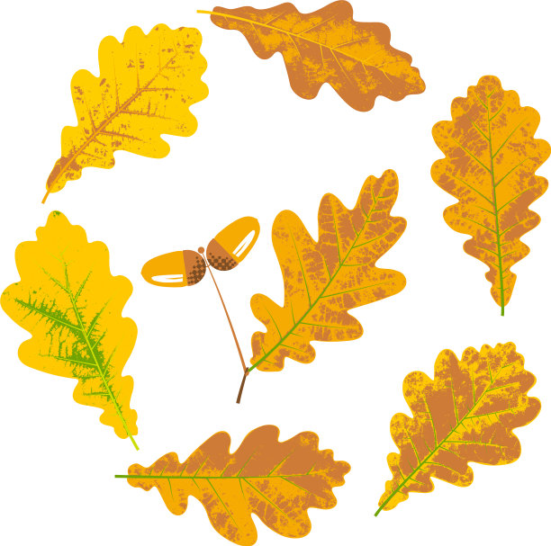 橡树黄了秋叶和橡子图片下载