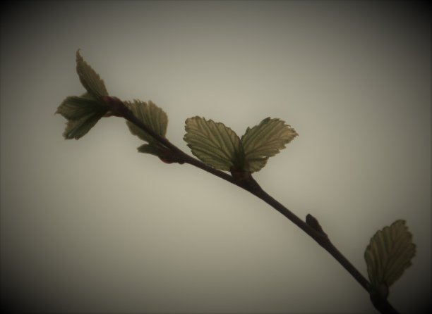 桦木的反弹图片下载