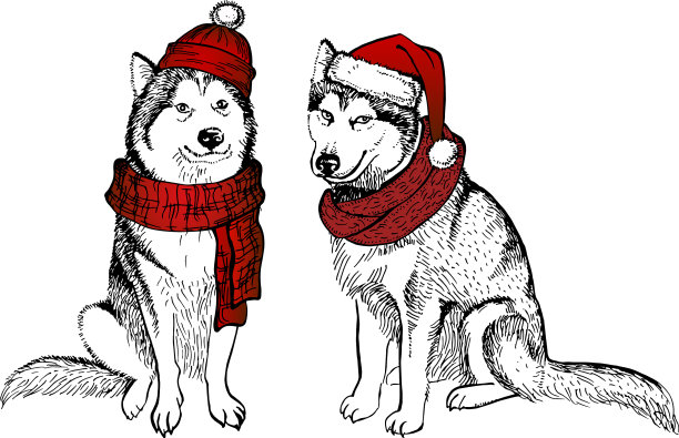 哈士奇狗在编织的红色帽子和绒球图片下载