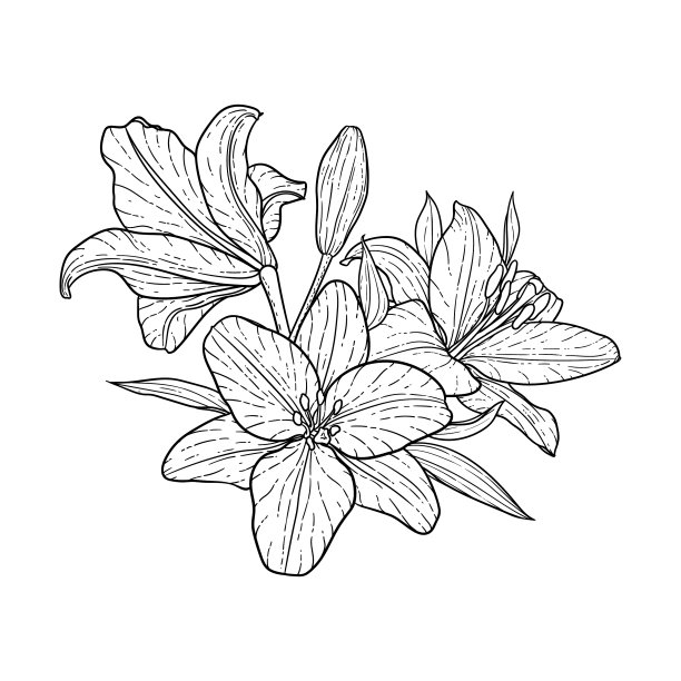 美丽的黑白花束百合图片下载