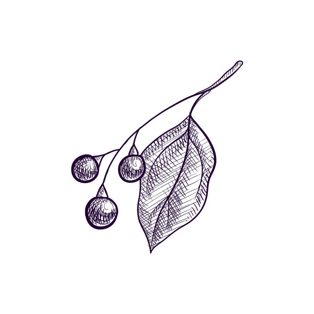 画樟枝图片下载