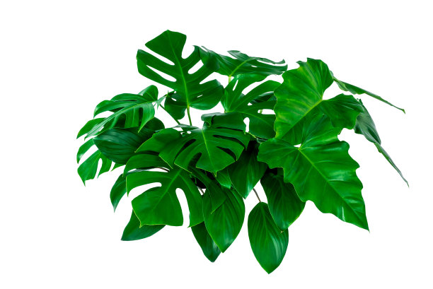 绿叶做背景和墙纸图片下载