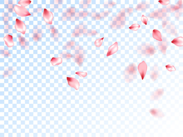 透明背景上的日本樱花花瓣图片下载