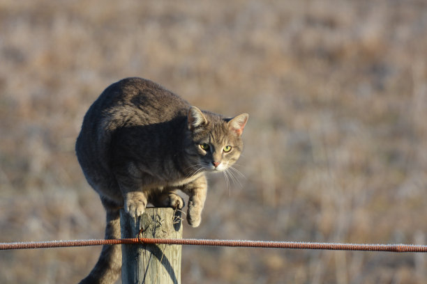 农场猫图片下载