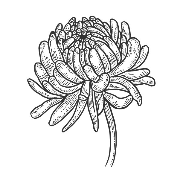 菊花素描雕刻图片下载