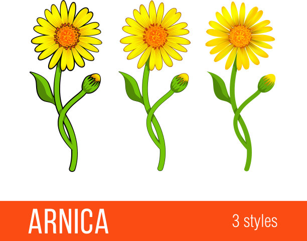 山金车花集不同风格图片下载