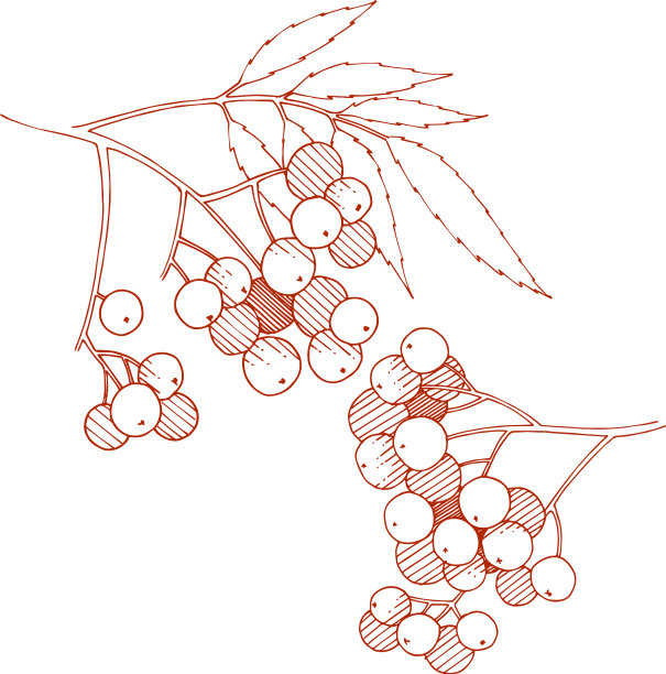 秋天的红山梨花植物浆果植物图片下载