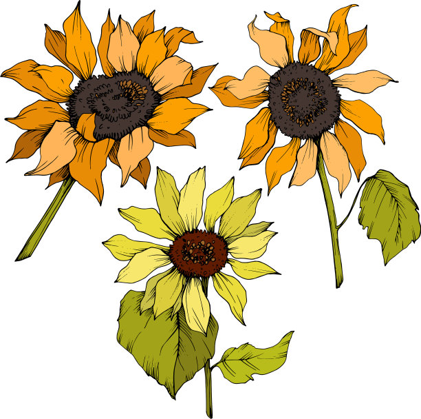 向日葵花，植物花黄色图片下载