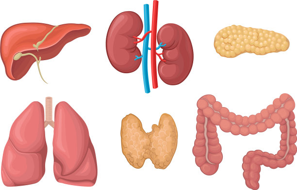 逼真的人体器官设置解剖图片下载