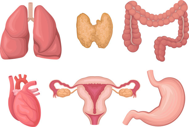 逼真的人体器官设置解剖图片下载