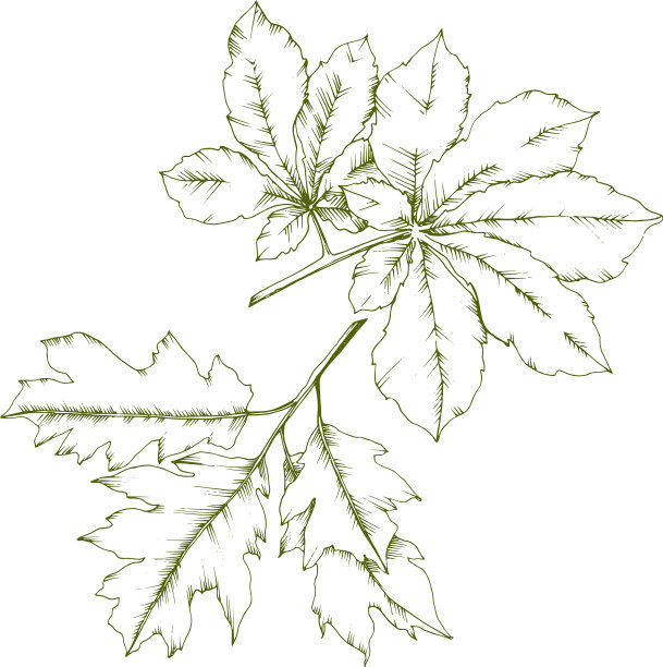 秋天的板栗植物和叶叶图片下载