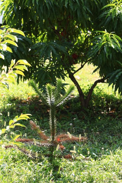自然美。图片下载