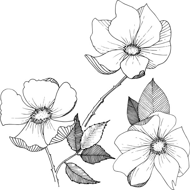 野蔷薇在一个孤立的风格图片下载