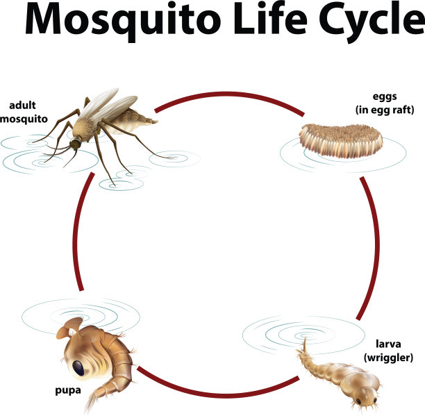 图显示了蚊子的生命周期图片下载