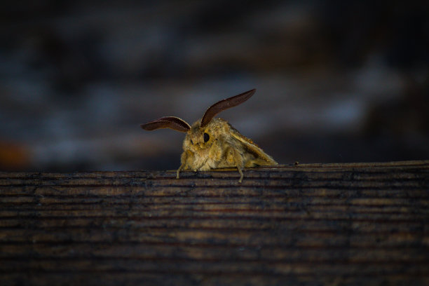 骑士的蝴蝶图片下载