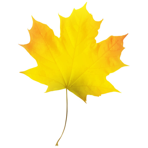 真实的枫叶孤立在白色的背景图片下载