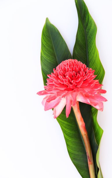 带叶的奇异花朵。图片下载