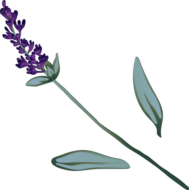 紫罗兰和薰衣草风格孤立图片下载