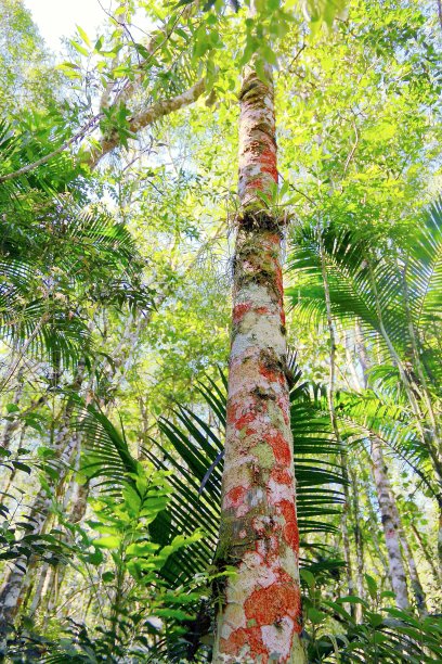 彩色的森林。图片下载