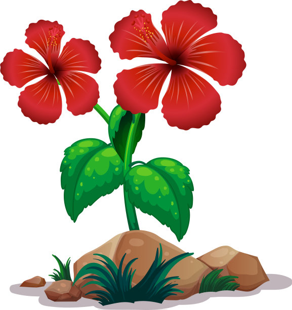 白色背景上的红色木槿花图片下载