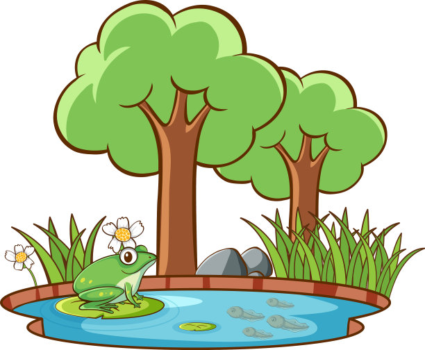 孤立的图片青蛙池塘图片下载