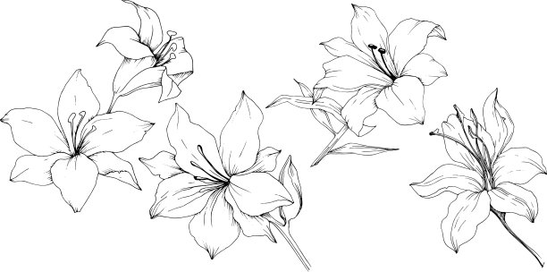 孤立的野花百合图片下载