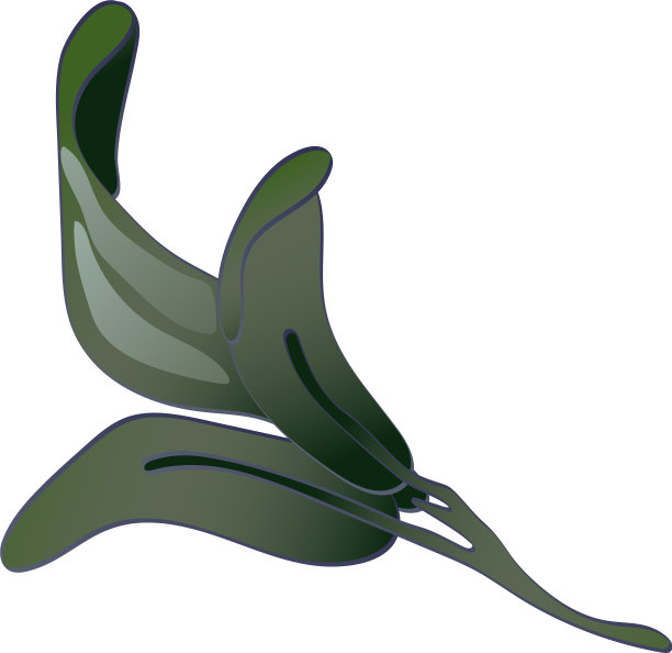 孤立风格的薰衣草花图片下载