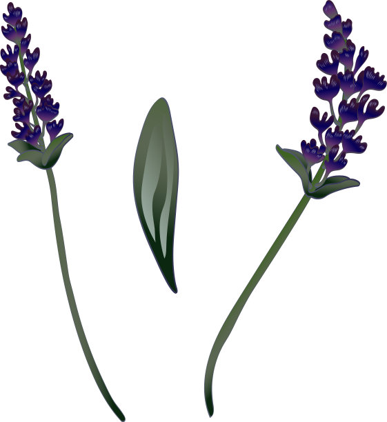 孤立风格的薰衣草花图片下载