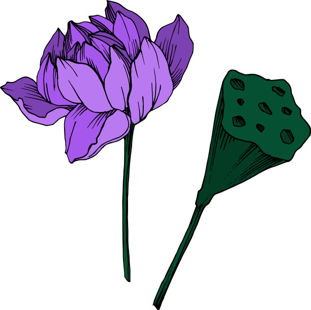 荷花，植物花黑色和图片下载