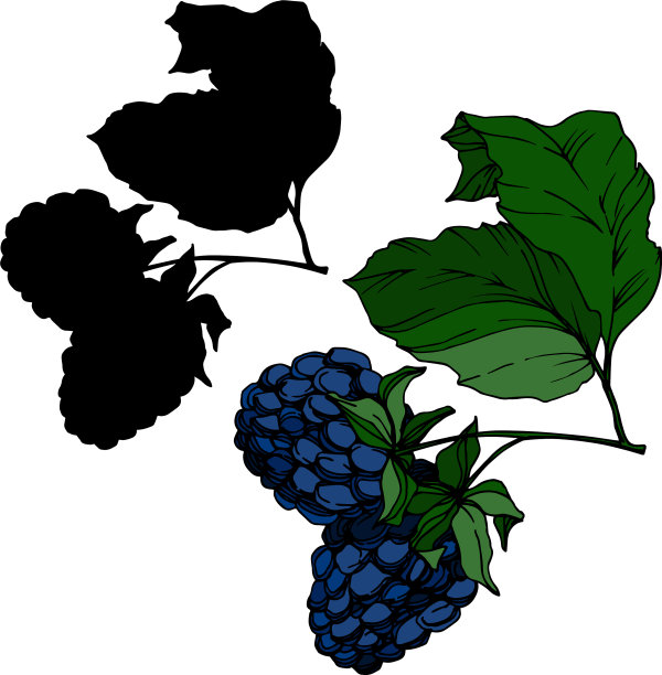 黑莓健康食品黑色和白色图片下载