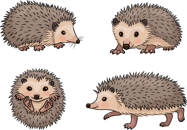 可爱的刺猬图片下载