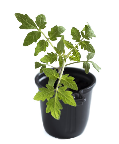 一个年轻的番茄生长在一个黑色一次性玻璃，孤立在白色背景，特写图片下载