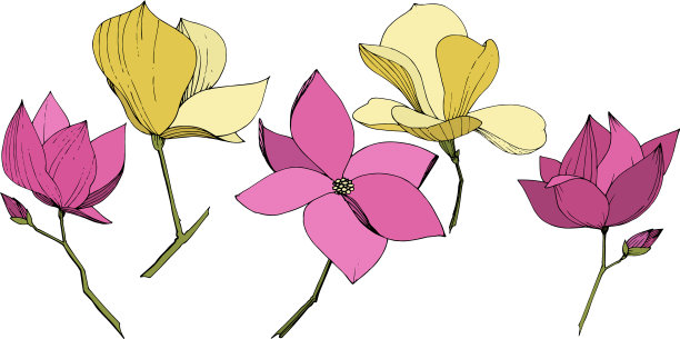 木兰花的植物花紫色图片下载