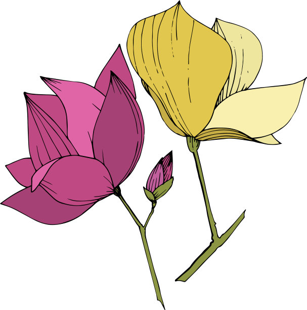 木兰花的植物花紫色图片下载