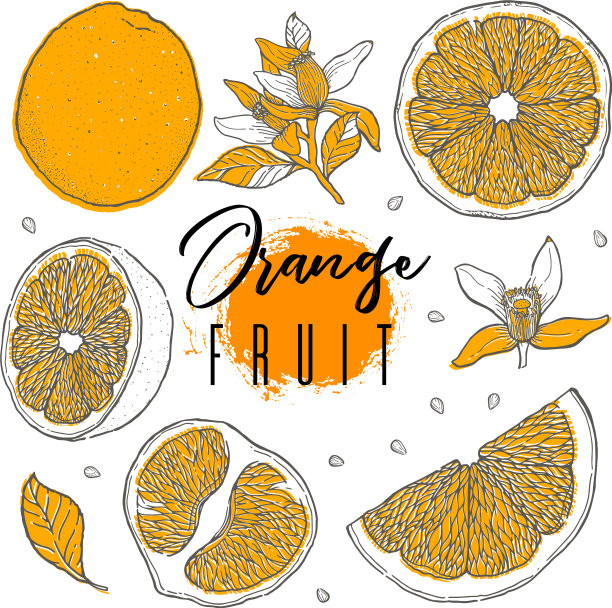 手绘美丽的橙色水果食品图片下载